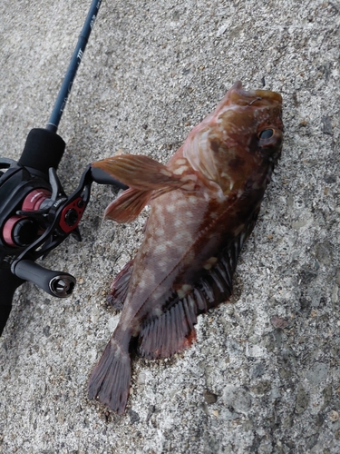 カサゴの釣果