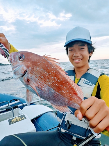 マダイの釣果