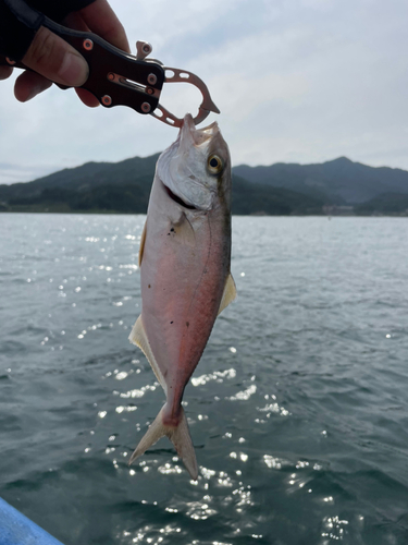 ショゴの釣果