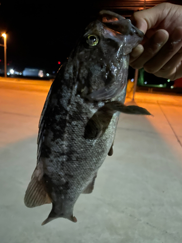 クロソイの釣果