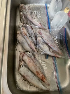 ケンサキイカの釣果