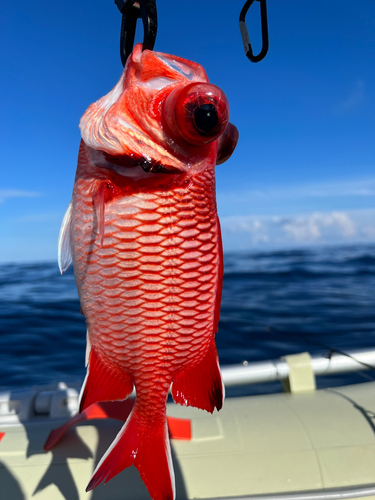 キンメダイの釣果