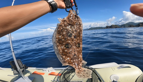 ヒラメの釣果