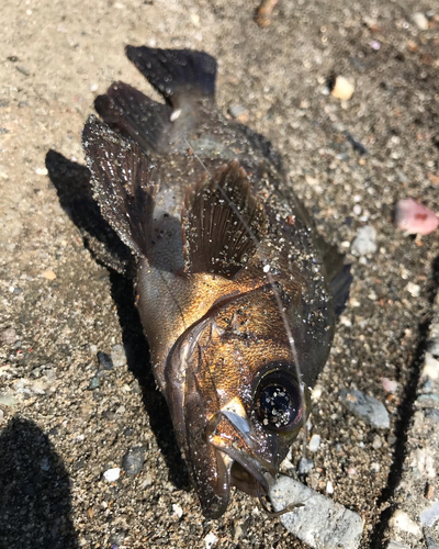 グレの釣果