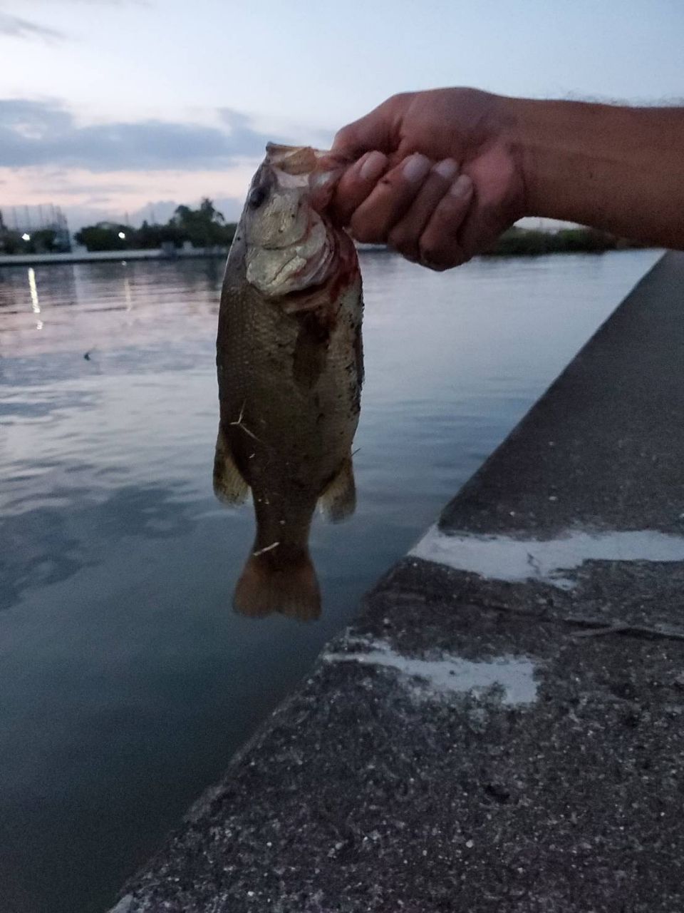 ラージマウスバス