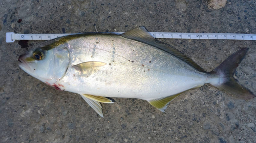 ショゴの釣果