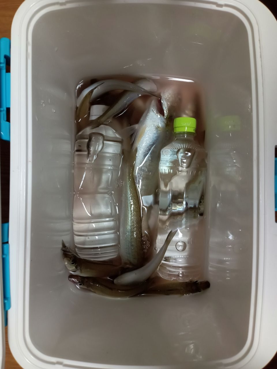 ぎっしゃんさんの釣果 2枚目の画像