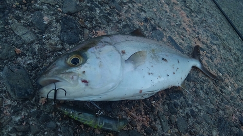 ショゴの釣果