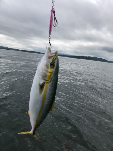 ワカシの釣果