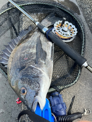 チヌの釣果