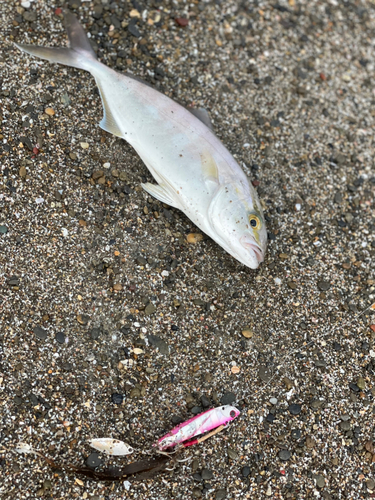 ショゴの釣果