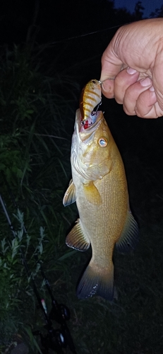 スモールマウスバスの釣果