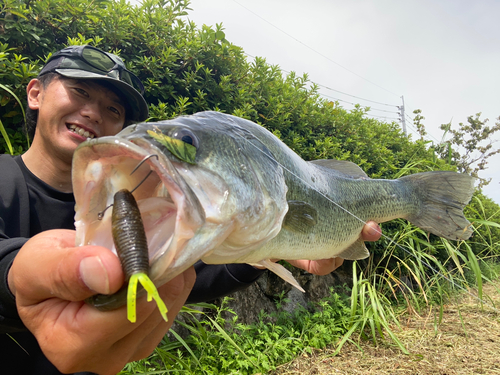 ラージマウスバスの釣果