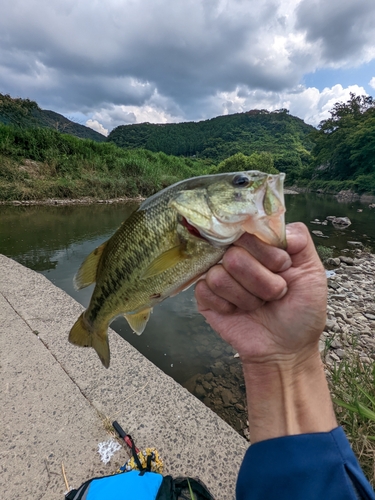 ブラックバスの釣果