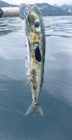 クロサバフグの釣果