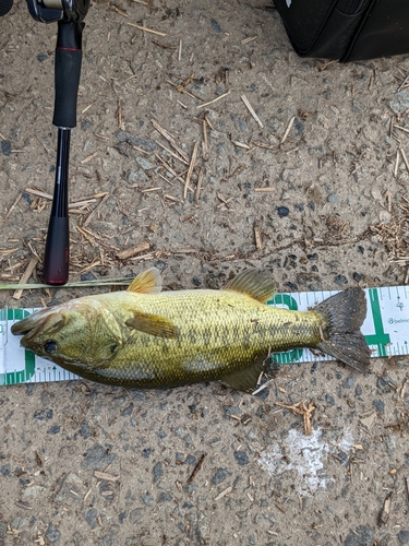 ブラックバスの釣果