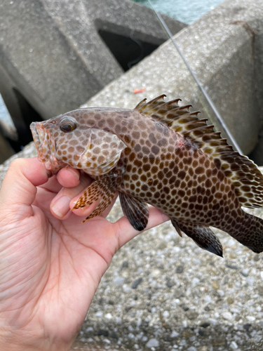 オオモンハタの釣果