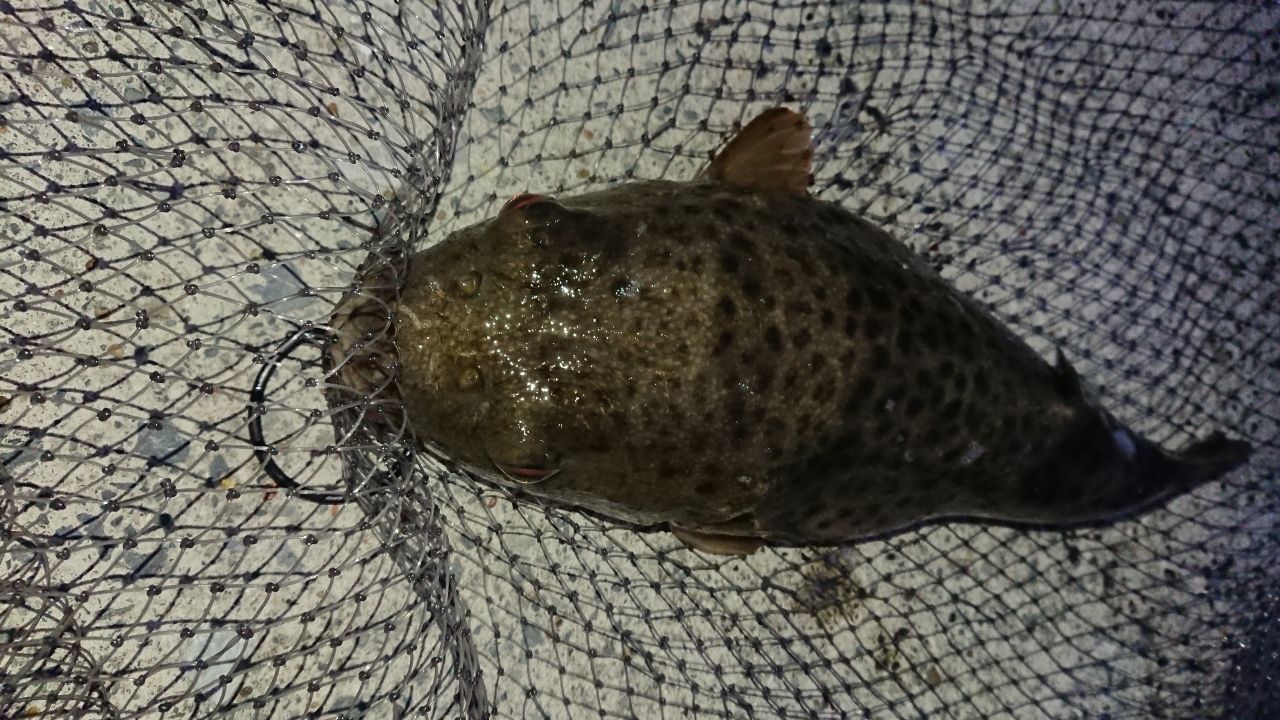 ショウサイフグ