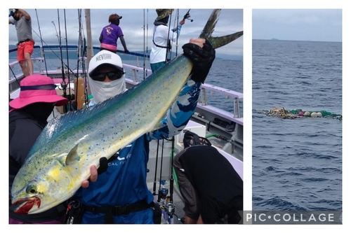 シイラの釣果