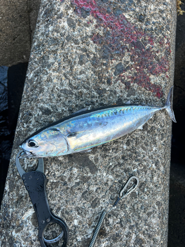 ソウダガツオの釣果