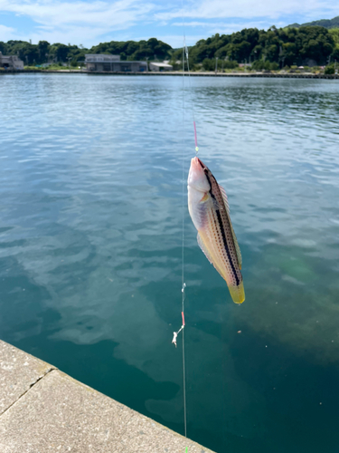 キュウセンの釣果