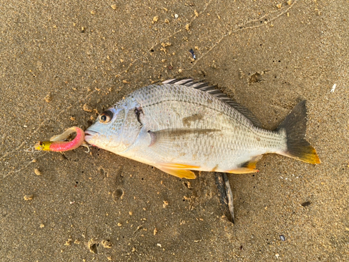 キビレの釣果