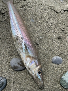 シロギスの釣果