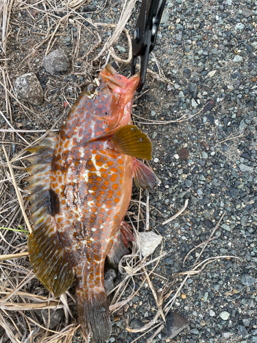 キジハタの釣果