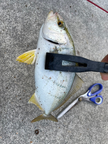 ショゴの釣果