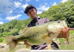 ブラックバスの釣果