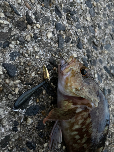 カサゴの釣果