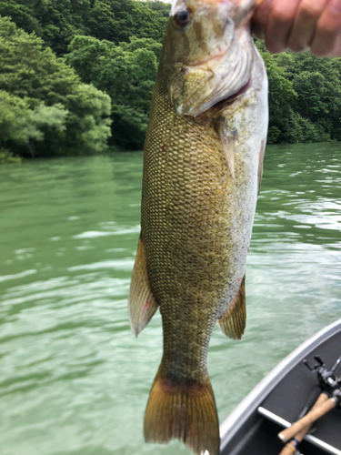 スモールマウスバスの釣果