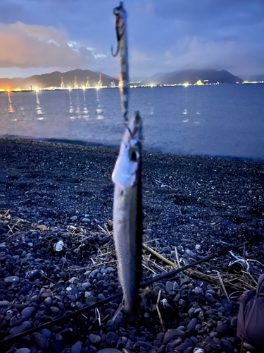 カマスの釣果