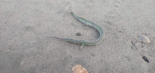 ダツの釣果