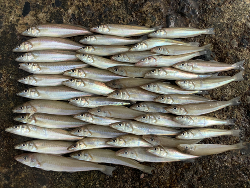 キスの釣果