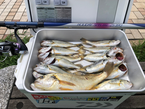 イシモチの釣果