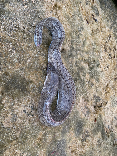 ウツボの釣果