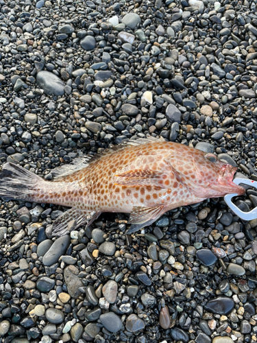 オオモンハタの釣果