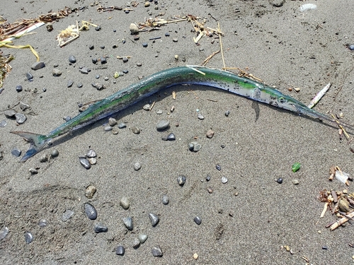 ダツの釣果