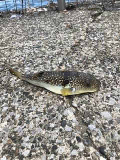 ショウサイフグの釣果