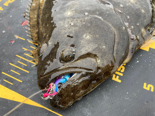 ヒラメの釣果