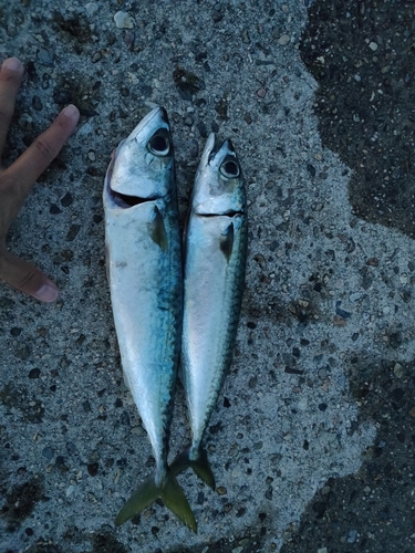 サバの釣果