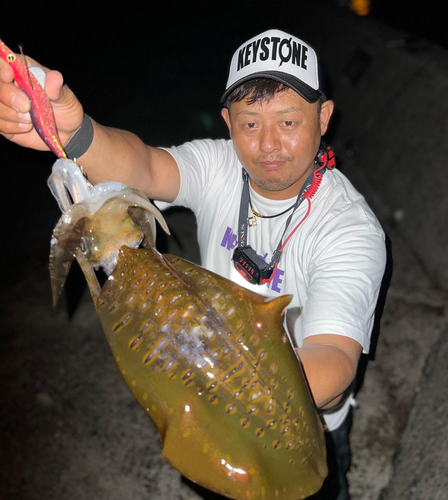 アオリイカの釣果