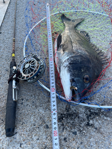 クロダイの釣果