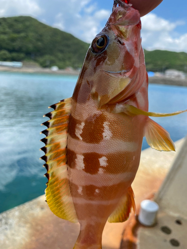 アカハタの釣果