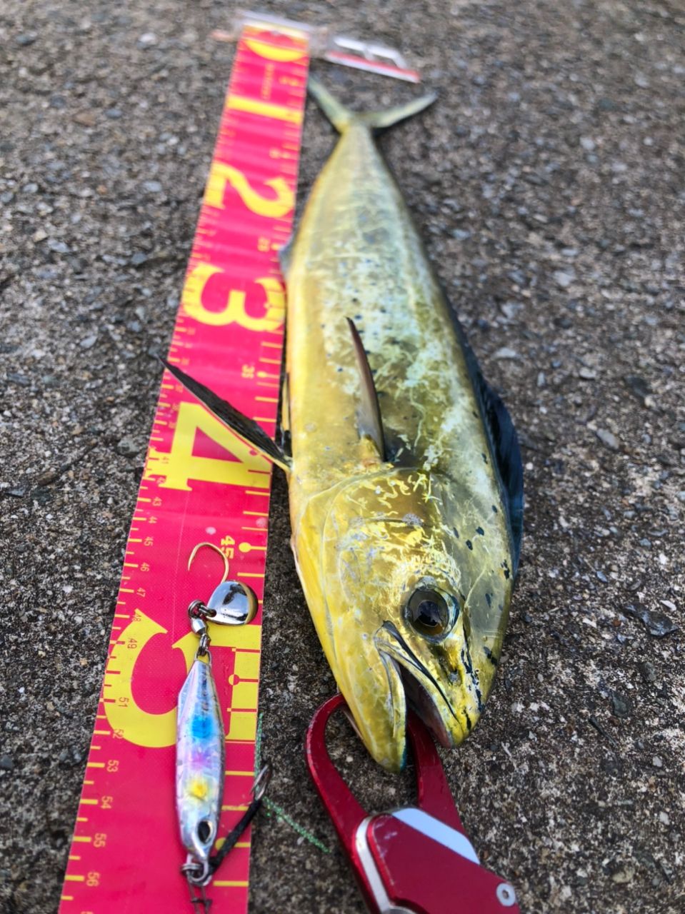 KTYK525さんの釣果 2枚目の画像