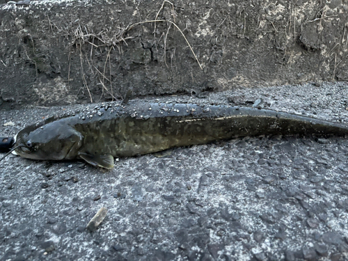 ナマズの釣果