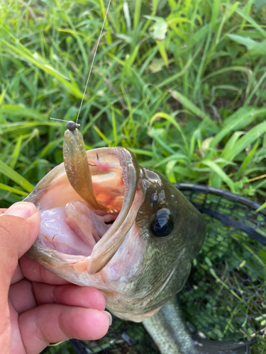 ブラックバスの釣果