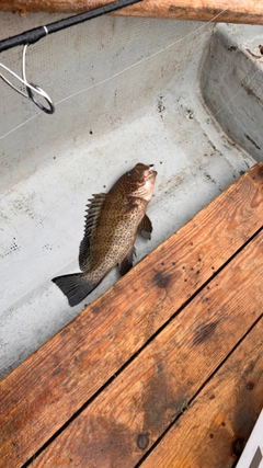 オオモンハタの釣果