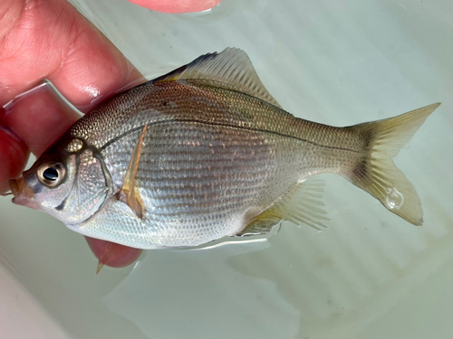 マタナゴの釣果